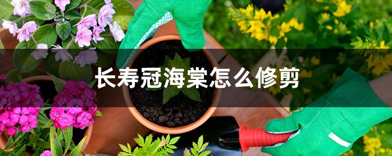 长寿冠海棠怎么修剪 长寿冠海棠怎么修剪