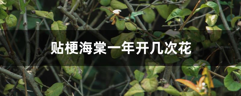 贴梗海棠一年开几次花 贴梗海棠一年开几次花