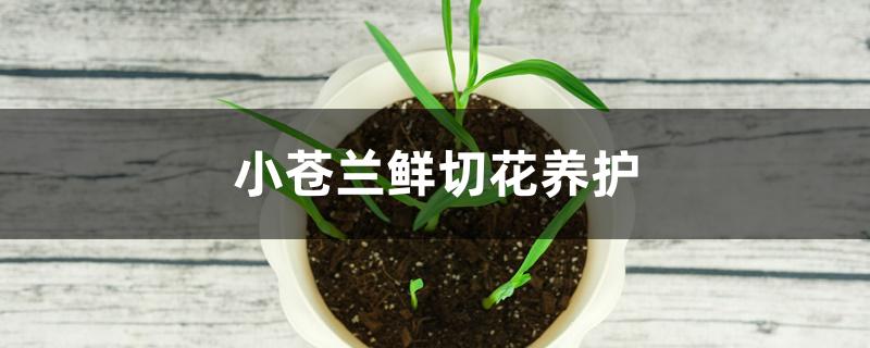 小苍兰鲜切花养护 小苍兰鲜切花养护