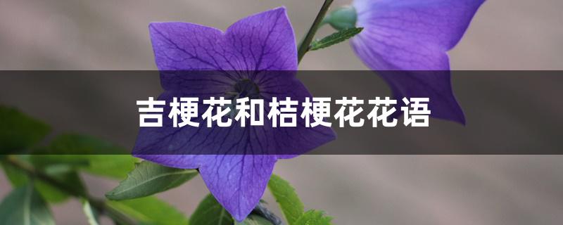 吉梗花和桔梗花花语 吉梗花和桔梗花花语