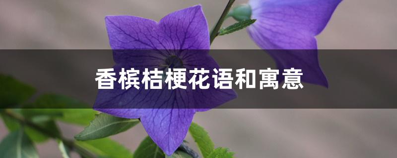 香槟桔梗花语和寓意 香槟桔梗花语和寓意