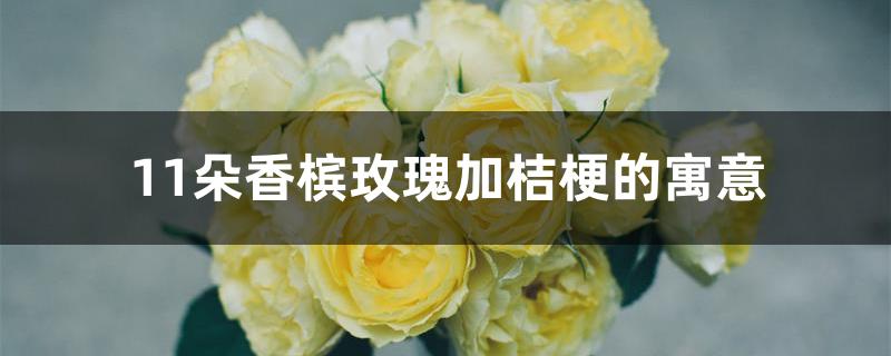 11朵香槟玫瑰加桔梗的寓意 11朵香槟玫瑰加桔梗的寓意