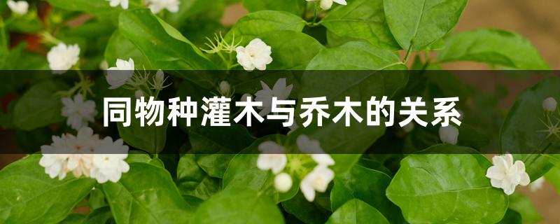同物种灌木与乔木的关系 同物种灌木与乔木的关系
