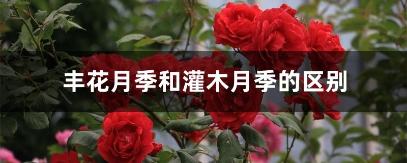 丰花月季和灌木月季的区别 丰花月季和灌木月季的区别