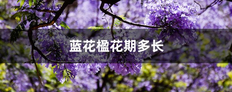 蓝花楹花期多长 蓝花楹花期多长