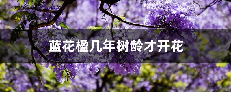 蓝花楹几年树龄才开花 蓝花楹几年树龄才开花