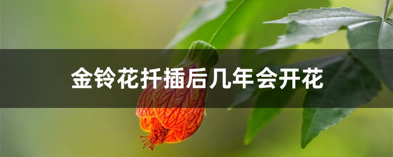 金铃花扦插后几年会开花