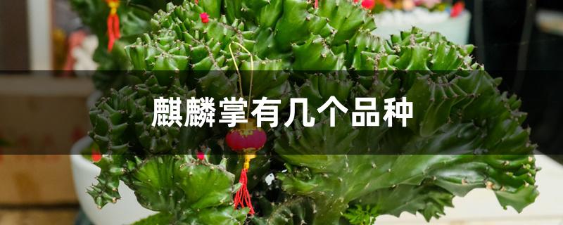 麒麟掌有几个品种 麒麟掌有几个品种