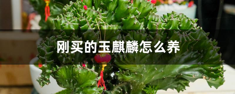 刚买的玉麒麟怎么养 刚买的玉麒麟怎么养