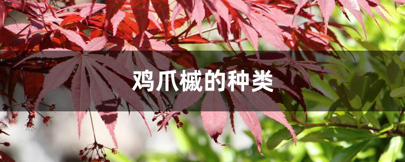 鸡爪槭的种类 鸡爪槭的种类