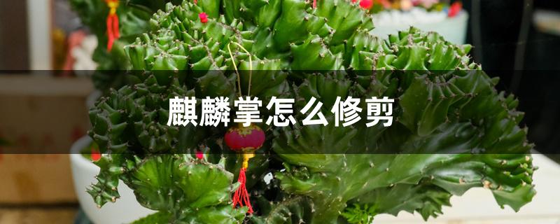 麒麟掌怎么修剪 麒麟掌怎么修剪