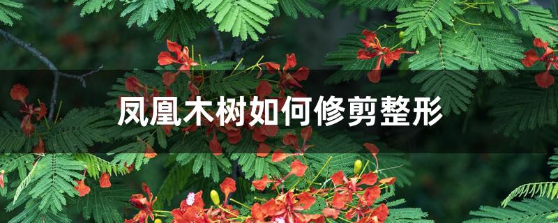 凤凰木树如何修剪整形 凤凰木树如何修剪整形
