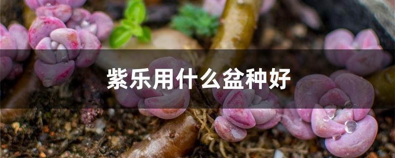 紫乐用什么盆种好 紫乐用什么盆种好