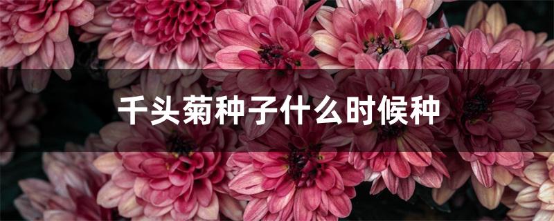 千头菊种子什么时候种 千头菊种子什么时候种