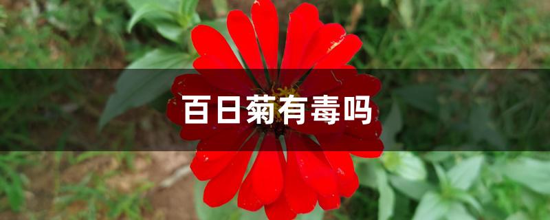 百日菊有毒吗