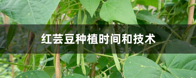 红芸豆种植时间和技术 红芸豆种植时间和技术