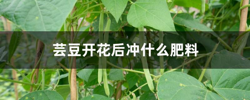 芸豆开花后冲什么肥料 芸豆开花后冲什么肥料