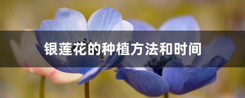 银莲花的种植方法和时间 银莲花的种植方法和时间