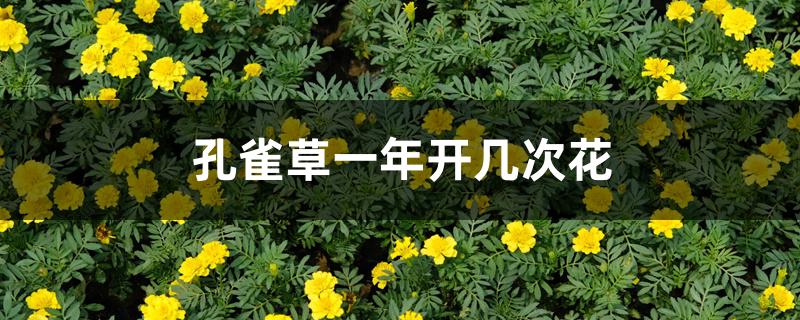 孔雀草一年开几次花 孔雀草一年开几次花