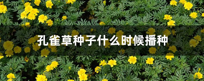 孔雀草种子什么时候播种 孔雀草种子什么时候播种