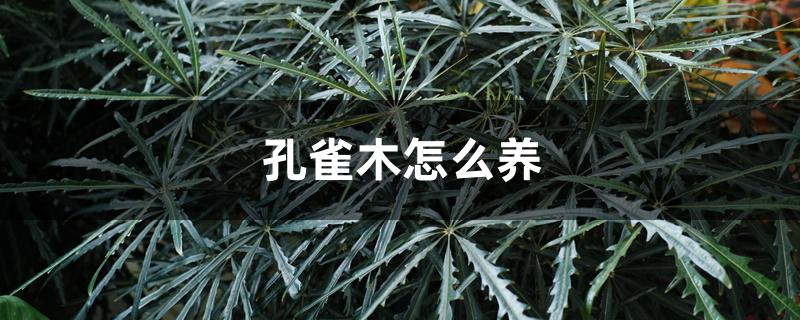 孔雀木怎么养 孔雀木怎么养