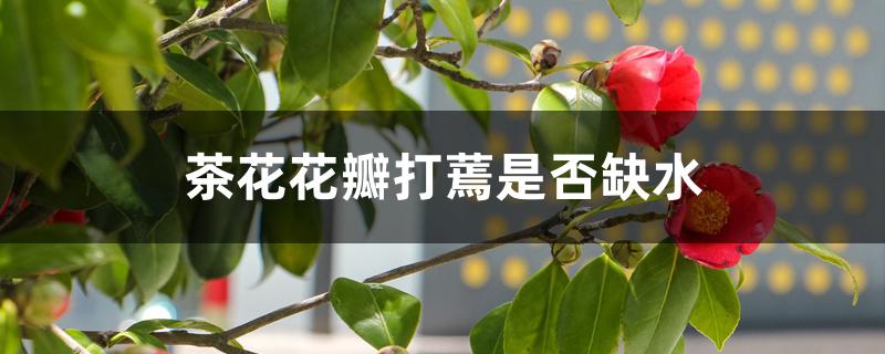 茶花花瓣打蔫是否缺水 茶花花瓣打蔫是否缺水