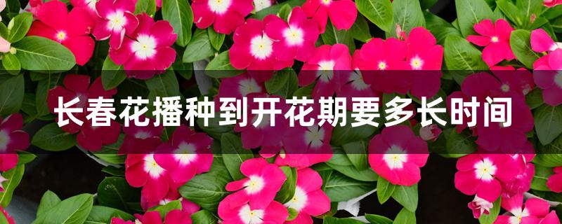 长春花播种到开花期要多长时间 长春花播种到开花期要多长时间