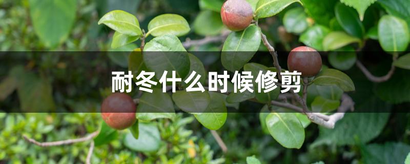 耐冬什么时候修剪 耐冬什么时候修剪