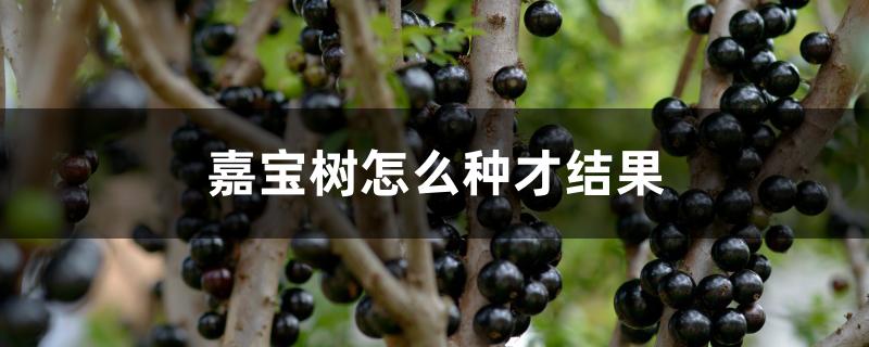 嘉宝树怎么种才结果 嘉宝树怎么种才结果