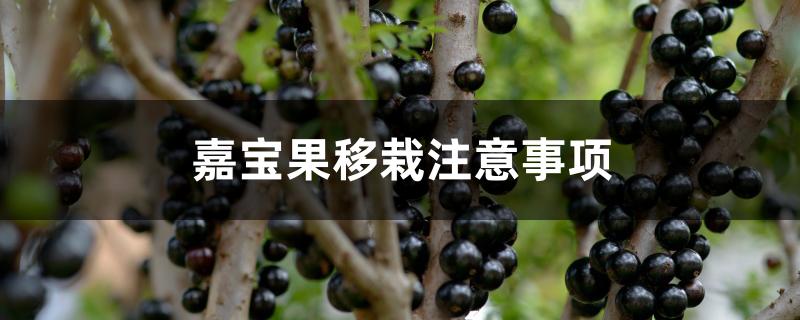 嘉宝果移栽注意事项 嘉宝果移栽注意事项