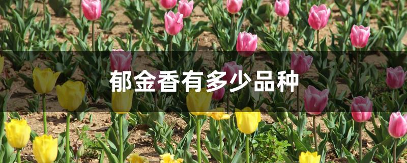 郁金香有多少品种 郁金香有多少品种