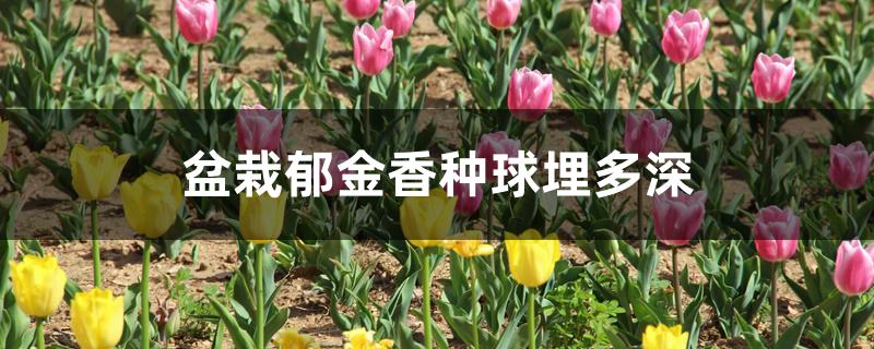 盆栽郁金香种球埋多深 盆栽郁金香种球埋多深