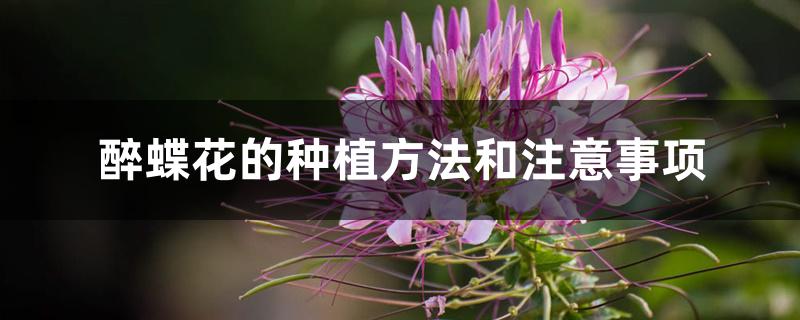 醉蝶花的种植方法和注意事项 醉蝶花的种植方法和注意事项