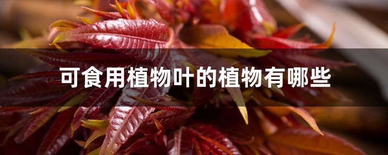 可食用植物叶的植物有哪些