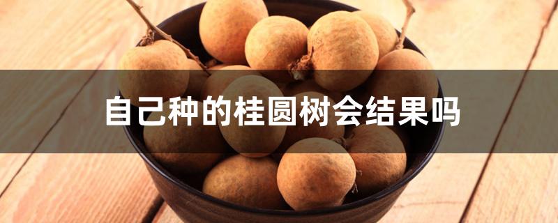 自己种的桂圆树会结果吗 自己种的桂圆树会结果吗