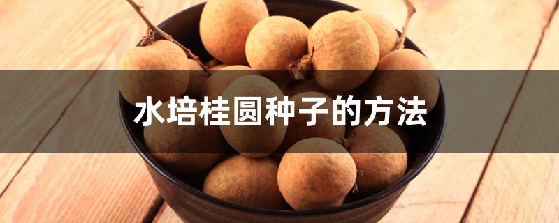 水培桂圆种子的方法 水培桂圆种子的方法