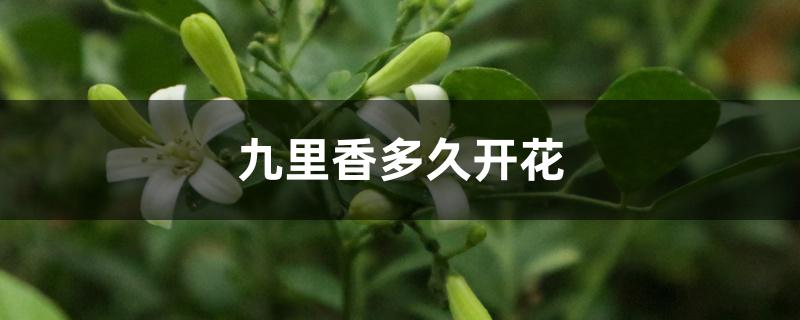 九里香多久开花 九里香多久开花