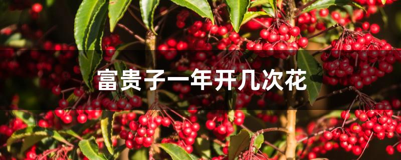 富贵子一年开几次花 富贵子一年开几次花