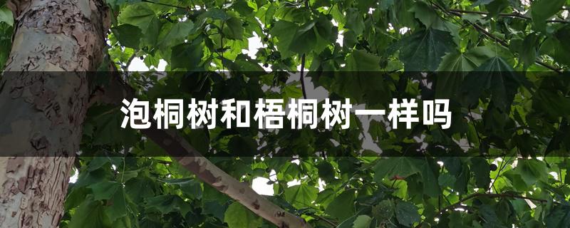 泡桐树和梧桐树一样吗 泡桐树和梧桐树一样吗