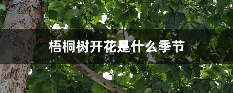 梧桐树开花是什么季节 梧桐树开花是什么季节