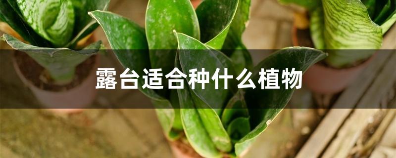 露台适合种什么植物 露台适合种什么植物