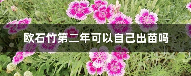 欧石竹第二年可以自己出苗吗 欧石竹第二年可以自己出苗吗