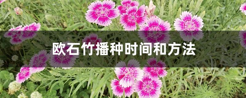 欧石竹播种时间和方法 欧石竹播种时间和方法