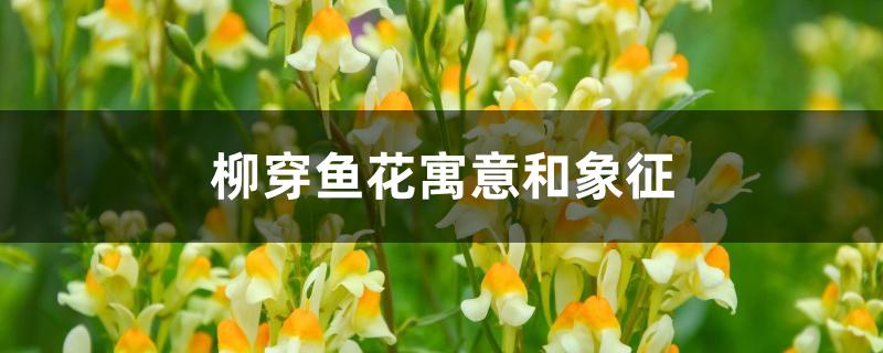 柳穿鱼花寓意和象征 柳穿鱼花寓意和象征