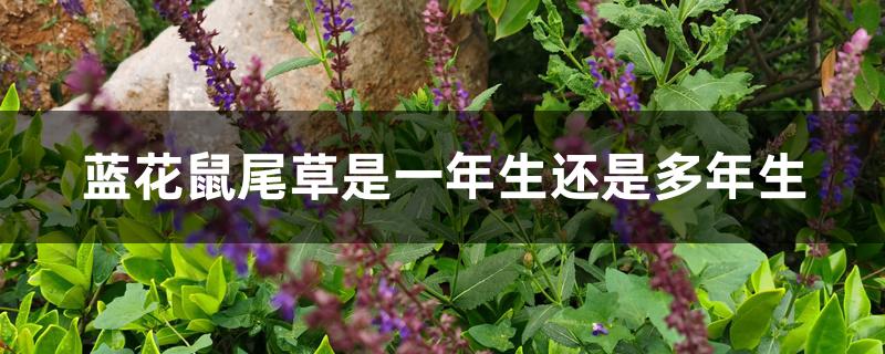 蓝花鼠尾草是一年生还是多年生 蓝花鼠尾草是一年生还是多年生