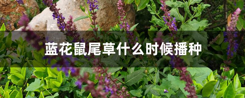 蓝花鼠尾草什么时候播种