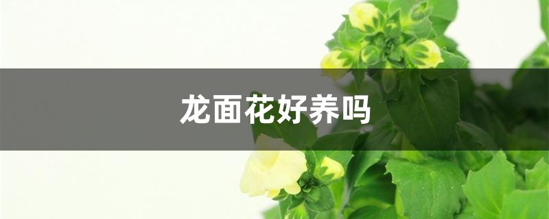 龙面花好养吗 龙面花好养吗