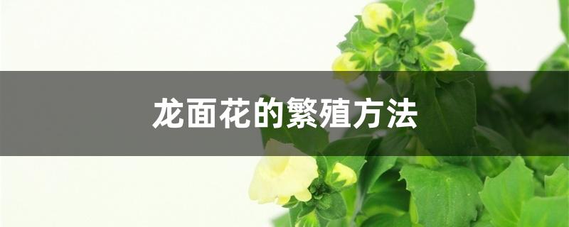 龙面花的繁殖方法 龙面花的繁殖方法