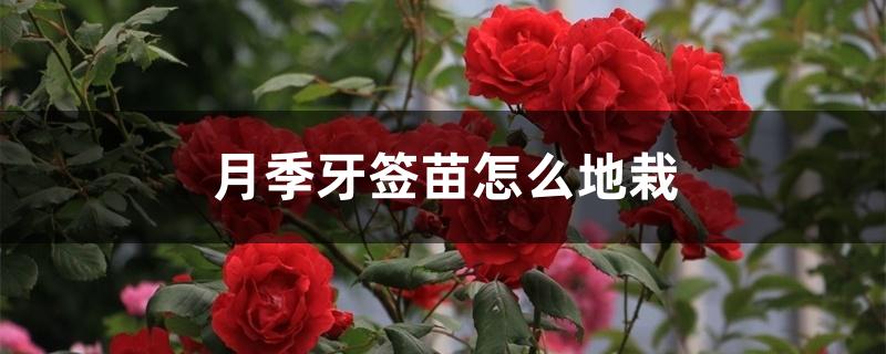 月季牙签苗怎么地栽 月季牙签苗怎么地栽