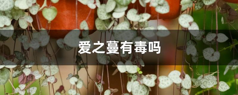 爱之蔓有毒吗 爱之蔓有毒吗